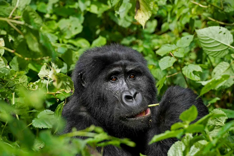 4-Day Mountain Gorillas &amp; Golden Monkeys Budget Safari - Rwanda gallery image